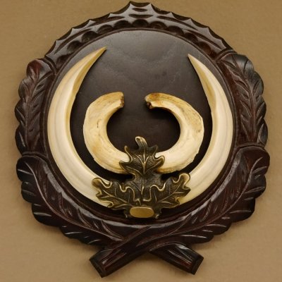 Wildschweinwaffen (Sus scrofa) hochkapitale Keilerwaffen max. 19 cm Trophäe Keiler Gewaff Trophäenschild