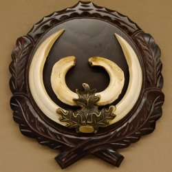 Wildschweinwaffen (Sus scrofa) hochkapitale Keilerwaffen max. 19 cm Trophäe Keiler Gewaff Trophäenschild