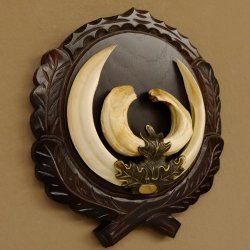 Wildschweinwaffen (Sus scrofa) hochkapitale Keilerwaffen max. 19 cm Trophäe Keiler Gewaff Trophäenschild