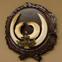 Wildschweinwaffen (Sus scrofa) hochkapitale Keilerwaffen max. 19 cm Trophäe Keiler Gewaff Trophäenschild