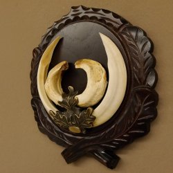 Wildschweinwaffen (Sus scrofa) hochkapitale Keilerwaffen max. 19 cm Trophäe Keiler Gewaff Trophäenschild