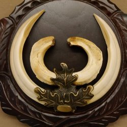 Wildschweinwaffen (Sus scrofa) hochkapitale Keilerwaffen max. 19 cm Trophäe Keiler Gewaff Trophäenschild