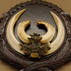 Wildschweinwaffen (Sus scrofa) hochkapitale Keilerwaffen max. 19 cm Trophäe Keiler Gewaff Trophäenschild