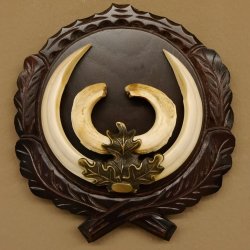 Wildschweinwaffen (Sus scrofa) hochkapitale Keilerwaffen max. 19 cm Trophäe Keiler Gewaff Trophäenschild