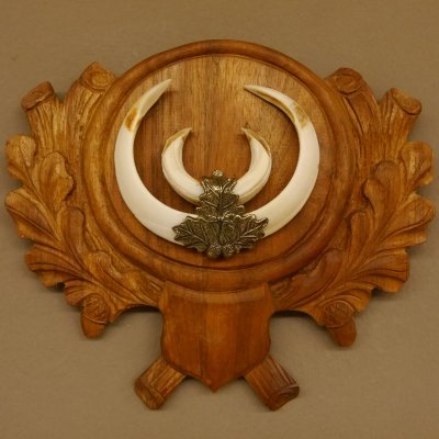 Wildschweinwaffen (Sus scrofa) Keilerwaffen max. 18 cm Trophäe Keiler Gewaff Trophäenschild