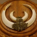 Wildschweinwaffen (Sus scrofa) Keilerwaffen max. 18 cm Trophäe Keiler Gewaff Trophäenschild