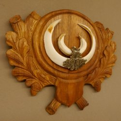 Wildschweinwaffen (Sus scrofa) Keilerwaffen max. 18 cm Trophäe Keiler Gewaff Trophäenschild