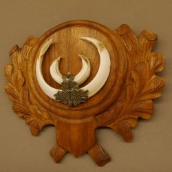 Wildschweinwaffen (Sus scrofa) Keilerwaffen max. 18 cm Trophäe Keiler Gewaff Trophäenschild