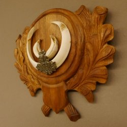 Wildschweinwaffen (Sus scrofa) Keilerwaffen max. 18 cm Trophäe Keiler Gewaff Trophäenschild