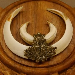 Wildschweinwaffen (Sus scrofa) Keilerwaffen max. 18 cm Trophäe Keiler Gewaff Trophäenschild