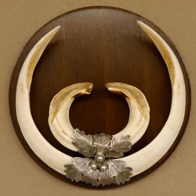 Wildschweinwaffen (Sus scrofa) Keilerwaffen max. 23 cm Note 2, Trophäe Keiler Gewaff Trophäenschild