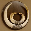 Wildschweinwaffen (Sus scrofa) Keilerwaffen max. 23 cm Note 2, Trophäe Keiler Gewaff Trophäenschild