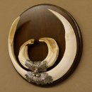 Wildschweinwaffen (Sus scrofa) Keilerwaffen max. 23 cm Note 2, Trophäe Keiler Gewaff Trophäenschild