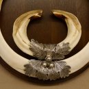 Wildschweinwaffen (Sus scrofa) Keilerwaffen max. 23 cm Note 2, Trophäe Keiler Gewaff Trophäenschild