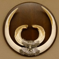 Wildschweinwaffen (Sus scrofa) Keilerwaffen max. 23 cm Note 2, Trophäe Keiler Gewaff Trophäenschild