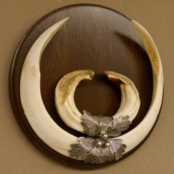 Wildschweinwaffen (Sus scrofa) Keilerwaffen max. 23 cm Note 2, Trophäe Keiler Gewaff Trophäenschild