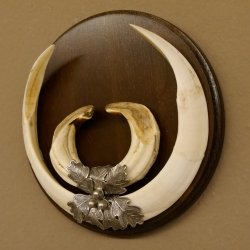 Wildschweinwaffen (Sus scrofa) Keilerwaffen max. 23 cm Note 2, Trophäe Keiler Gewaff Trophäenschild