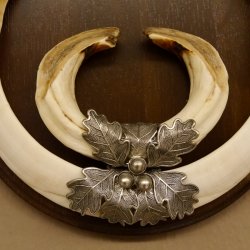 Wildschweinwaffen (Sus scrofa) Keilerwaffen max. 23 cm Note 2, Trophäe Keiler Gewaff Trophäenschild