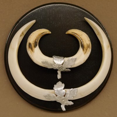 Wildschweinwaffen (Sus scrofa) Keilerwaffen max. 19,5 cm Trophäe Keiler Gewaff Trophäenschild