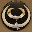 Wildschweinwaffen (Sus scrofa) Keilerwaffen max. 19,5 cm...