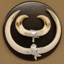 Wildschweinwaffen (Sus scrofa) Keilerwaffen max. 19,5 cm Trophäe Keiler Gewaff Trophäenschild