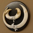 Wildschweinwaffen (Sus scrofa) Keilerwaffen max. 19,5 cm Trophäe Keiler Gewaff Trophäenschild