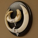 Wildschweinwaffen (Sus scrofa) Keilerwaffen max. 19,5 cm Trophäe Keiler Gewaff Trophäenschild