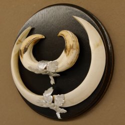 Wildschweinwaffen (Sus scrofa) Keilerwaffen max. 19,5 cm Trophäe Keiler Gewaff Trophäenschild