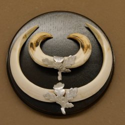 Wildschweinwaffen (Sus scrofa) Keilerwaffen max. 19,5 cm Trophäe Keiler Gewaff Trophäenschild