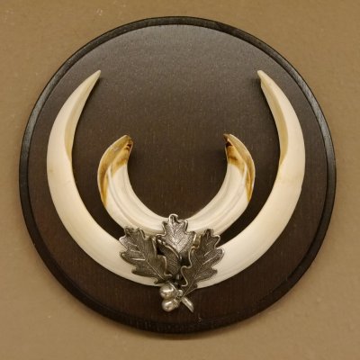 Wildschweinwaffen (Sus scrofa) Keilerwaffen max. 17 cm Trophäe Keiler Gewaff rundes Schild