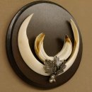 Wildschweinwaffen (Sus scrofa) Keilerwaffen max. 17 cm Trophäe Keiler Gewaff rundes Schild