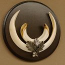 Wildschweinwaffen (Sus scrofa) Keilerwaffen max. 17 cm Trophäe Keiler Gewaff rundes Schild