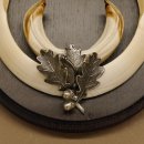 Wildschweinwaffen (Sus scrofa) Keilerwaffen max. 17 cm Trophäe Keiler Gewaff rundes Schild