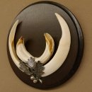 Wildschweinwaffen (Sus scrofa) Keilerwaffen max. 17 cm Trophäe Keiler Gewaff rundes Schild