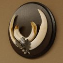 Wildschweinwaffen (Sus scrofa) Keilerwaffen max. 17 cm Trophäe Keiler Gewaff rundes Schild