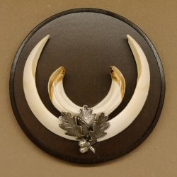 Wildschweinwaffen (Sus scrofa) Keilerwaffen max. 17 cm Trophäe Keiler Gewaff rundes Schild