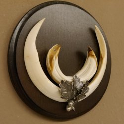 Wildschweinwaffen (Sus scrofa) Keilerwaffen max. 17 cm Trophäe Keiler Gewaff rundes Schild