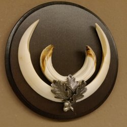 Wildschweinwaffen (Sus scrofa) Keilerwaffen max. 17 cm Trophäe Keiler Gewaff rundes Schild