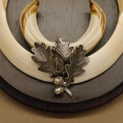 Wildschweinwaffen (Sus scrofa) Keilerwaffen max. 17 cm Trophäe Keiler Gewaff rundes Schild