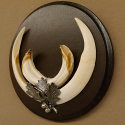 Wildschweinwaffen (Sus scrofa) Keilerwaffen max. 17 cm Trophäe Keiler Gewaff rundes Schild