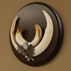 Wildschweinwaffen (Sus scrofa) Keilerwaffen max. 17 cm Trophäe Keiler Gewaff rundes Schild