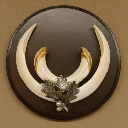 Wildschweinwaffen (Sus scrofa) Keilerwaffen max. 17 cm Trophäe Keiler Gewaff rundes Schild