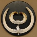 Wildschweinwaffen (Sus scrofa) Keilerwaffen max. 20,5 cm Note 1, Trophäe Keiler Gewaff Trophäenschild