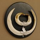 Wildschweinwaffen (Sus scrofa) Keilerwaffen max. 20,5 cm Note 1, Trophäe Keiler Gewaff Trophäenschild