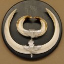 Wildschweinwaffen (Sus scrofa) Keilerwaffen max. 20,5 cm Note 1, Trophäe Keiler Gewaff Trophäenschild