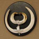 Wildschweinwaffen (Sus scrofa) Keilerwaffen max. 20,5 cm Note 1, Trophäe Keiler Gewaff Trophäenschild