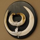 Wildschweinwaffen (Sus scrofa) Keilerwaffen max. 20,5 cm Note 1, Trophäe Keiler Gewaff Trophäenschild