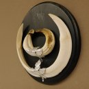 Wildschweinwaffen (Sus scrofa) Keilerwaffen max. 20,5 cm Note 1, Trophäe Keiler Gewaff Trophäenschild