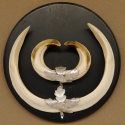 Wildschweinwaffen (Sus scrofa) Keilerwaffen max. 20,5 cm Note 1, Trophäe Keiler Gewaff Trophäenschild