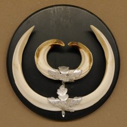 Wildschweinwaffen (Sus scrofa) Keilerwaffen max. 20,5 cm Note 1, Trophäe Keiler Gewaff Trophäenschild